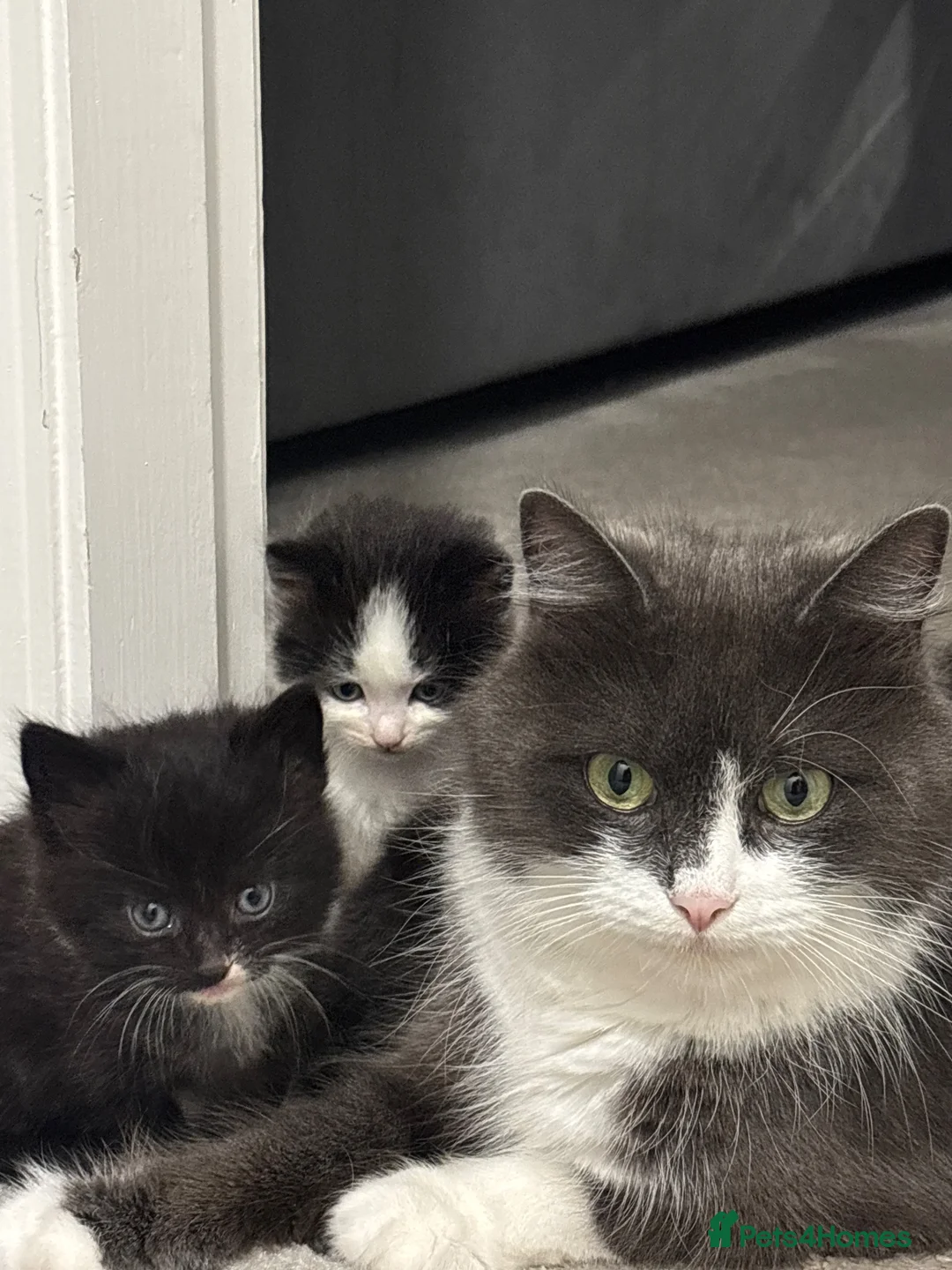 Domestic Shorthair cats for sale: Beautiful Black Female Kitten in Leeds - Advert 1