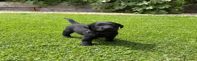 Labrador Retriever 1