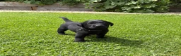 Labrador Retriever dogs for sale: Healthy puppies waiting loved by a new family  in Cheltenham - Advert 8
