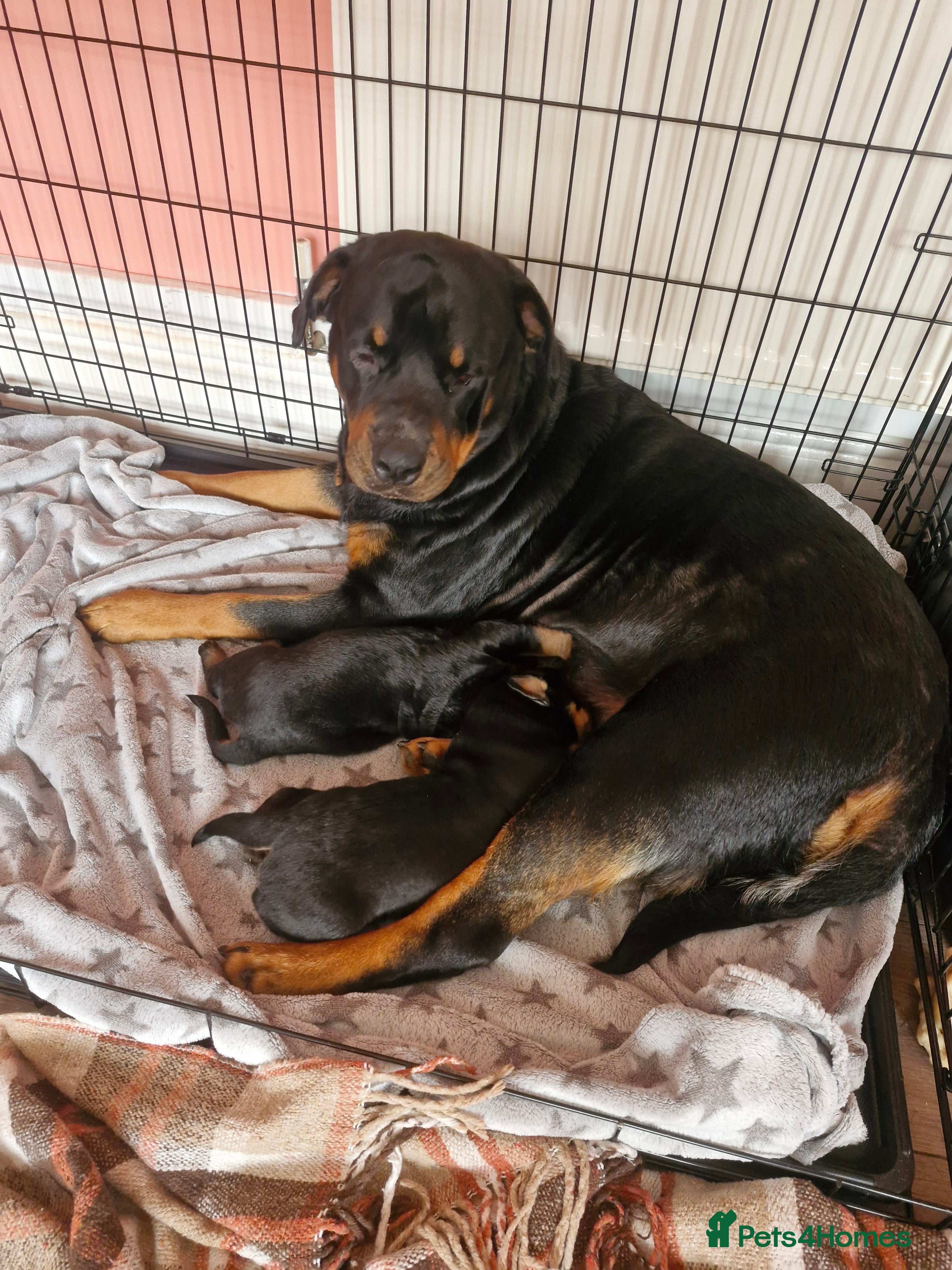 Dobermann dogs Rottaman pups  - Advert 7