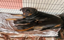 Dobermann dogs for sale: Rottaman pups  - Advert 1
