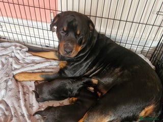 Dobermann dogs Rottaman pups - Advert 1