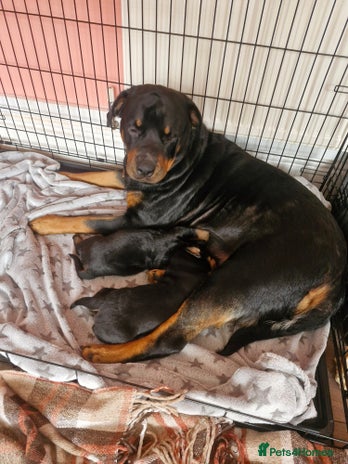 Dobermann dogs Rottaman pups - Advert 1