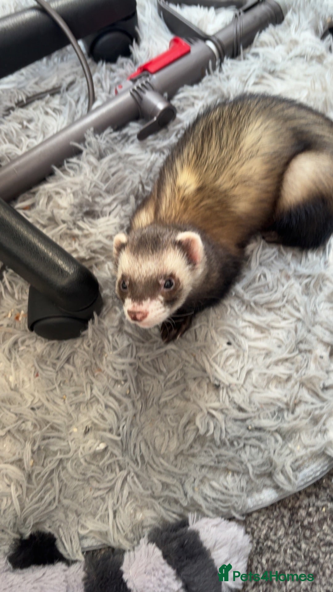 Ferret rodents for sale: Looking for a new home  - Advert 2