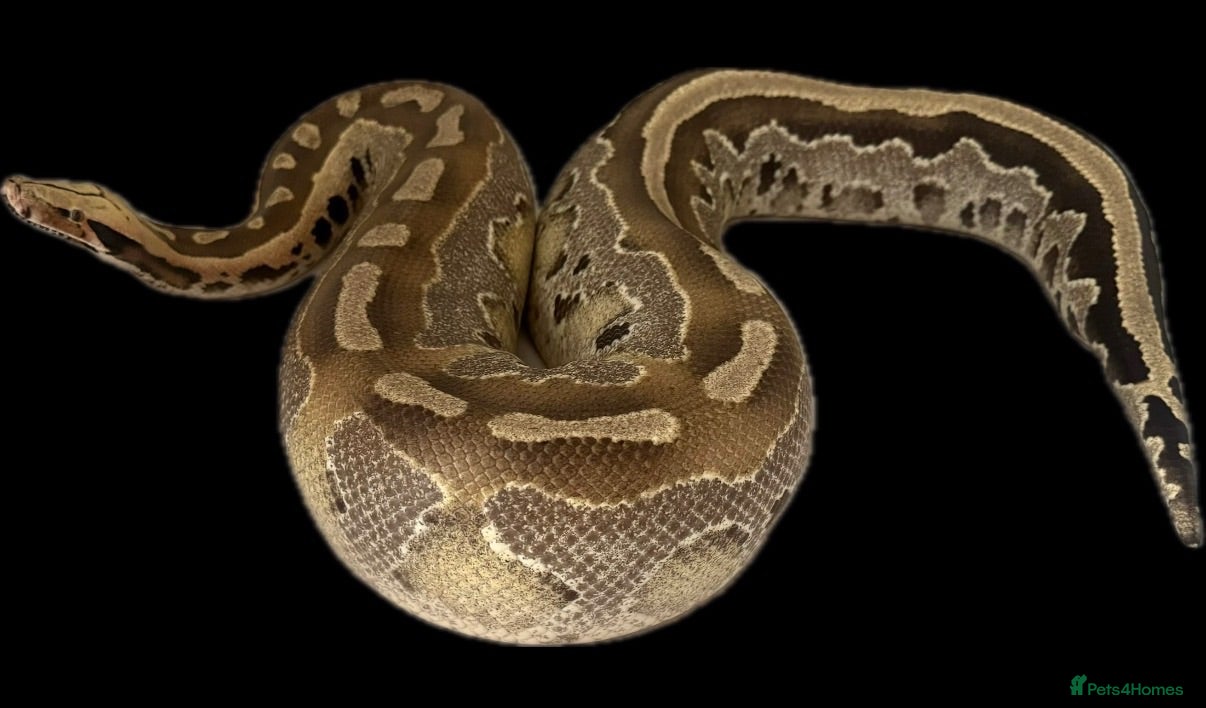 Python Snake reptiles Cb21 female Borneo short tail Python - Advert 5