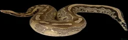 Python Snake reptiles for sale: Cb21 female Borneo short tail Python in Northampton - Advert 1