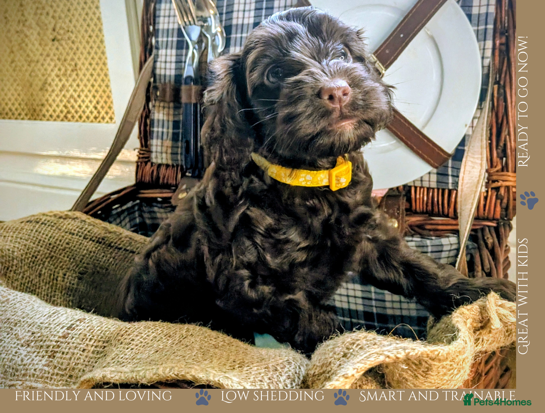 Cockapoo dogs for sale: 5 males, 7 week old Cockerpoo for sale  - Image 8