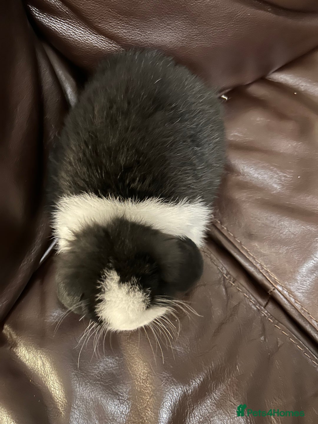 Mini Lop rabbits for sale: Lovely baby minilop for sale  - Advert 4