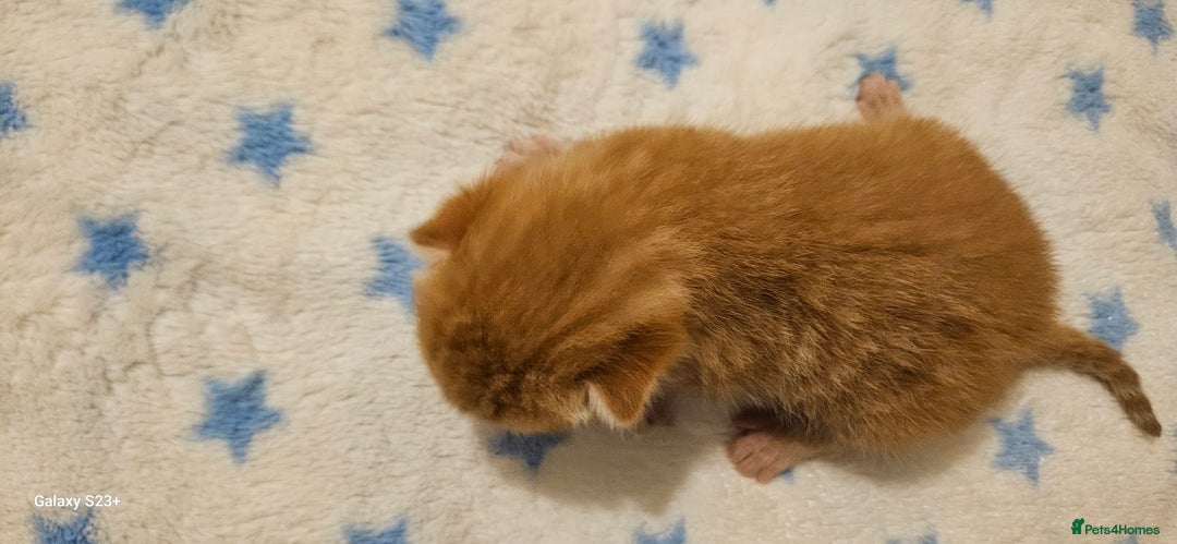 Mixed Breed cats for sale: 5 Bengal x Kittens–Glitter Coats,Beautiful Colours - Image 15