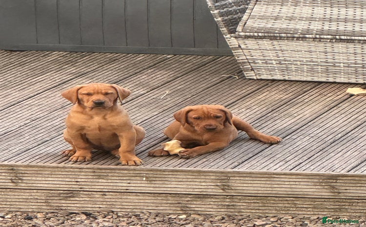 Labrador Retriever dogs - Advert 11
