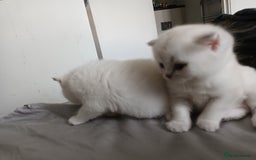 Scottish Fold cats for sale: Scottish straight boy and girl - Image 9