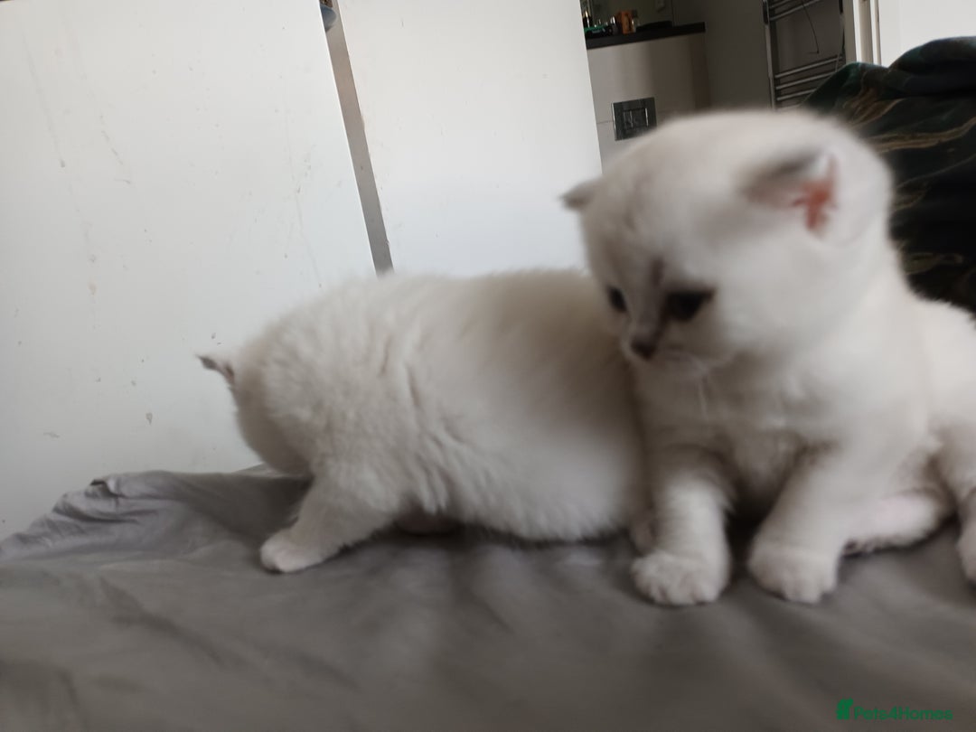 Scottish Fold cats for sale: Scottish straight boy and girl - Image 9