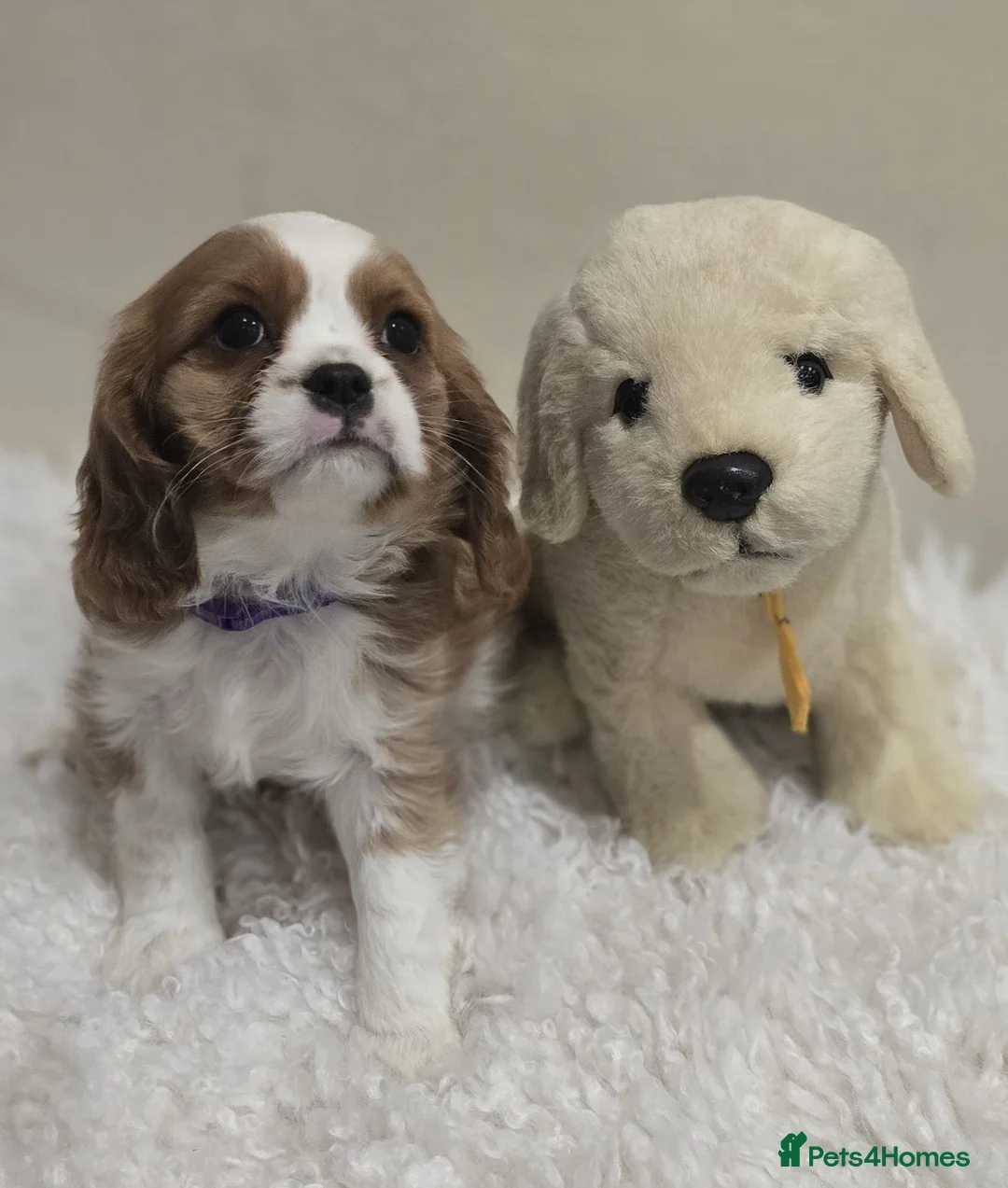 Cavalier King Charles Spaniel dogs for sale: Cavalier King Charles puppies  in Banbridge - Advert 2