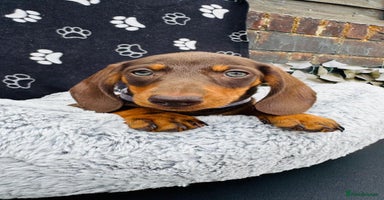 Miniature Dachshund dogs - Advert 3