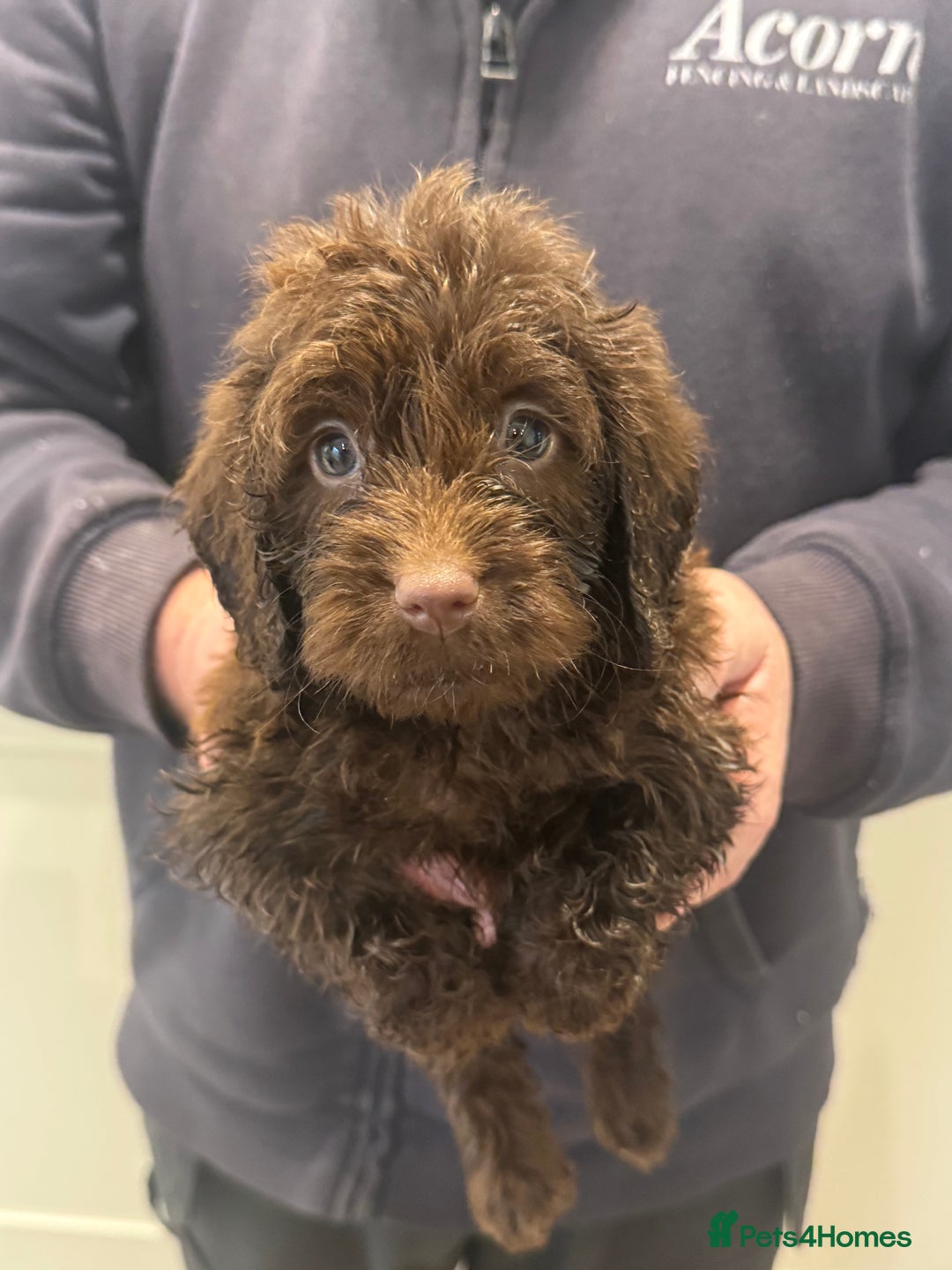 Cockapoo dogs for sale: Cockapoos  - Advert 3