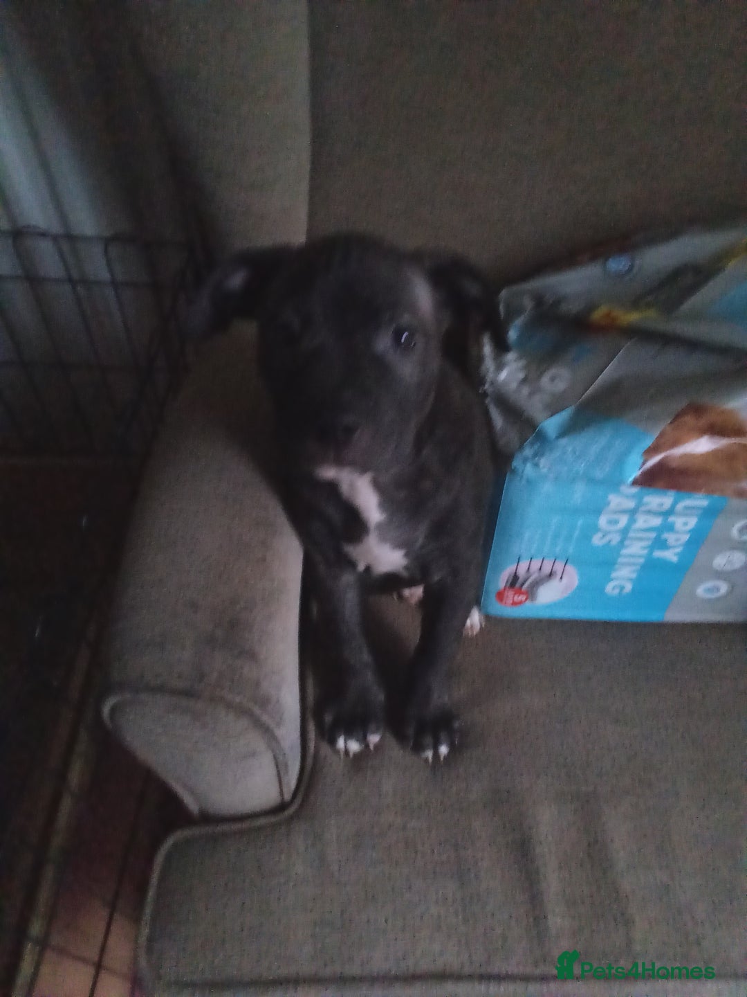Staffordshire Bull Terrier dogs for sale: 1 boy available - Advert 4