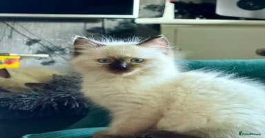 Ragdoll cats - Advert 15
