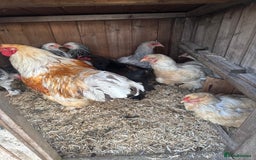 Chickens poultry for sale: Brahma chicken - Image 2