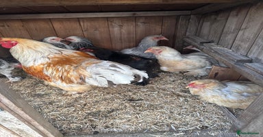 Chickens poultry - Advert 1