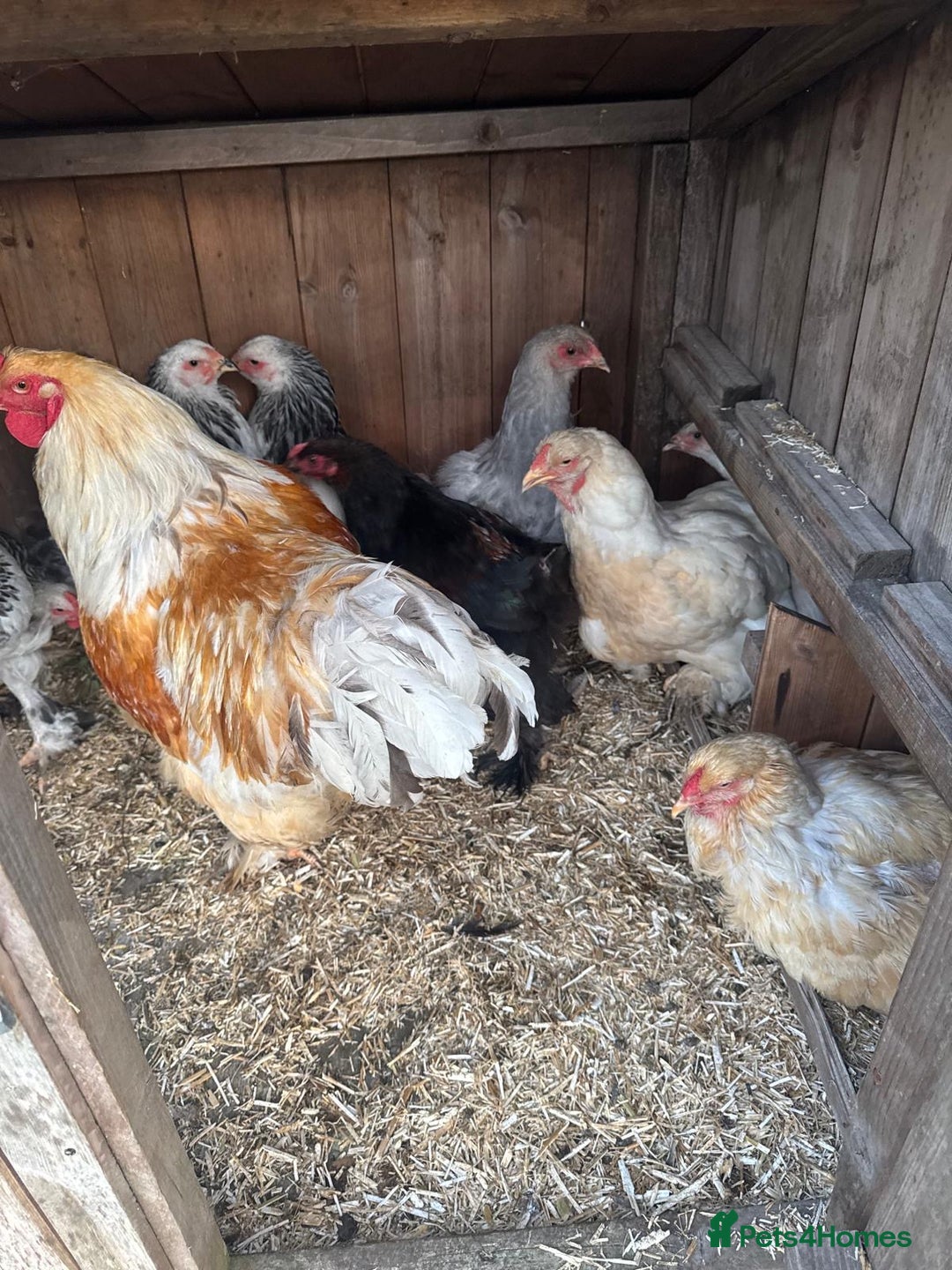 Chickens poultry for sale: Brahma chicken - Image 2