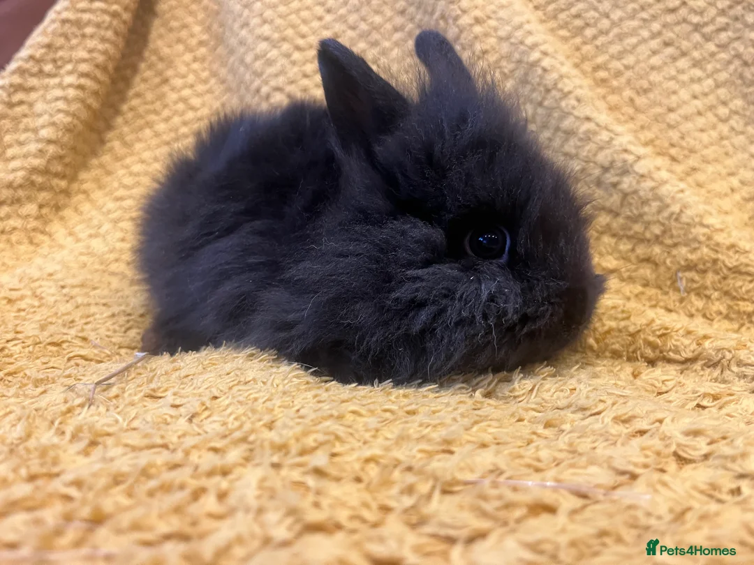 Mini Lop rabbits for sale: Mini lops  and mini double maned lionheads  - Advert 29