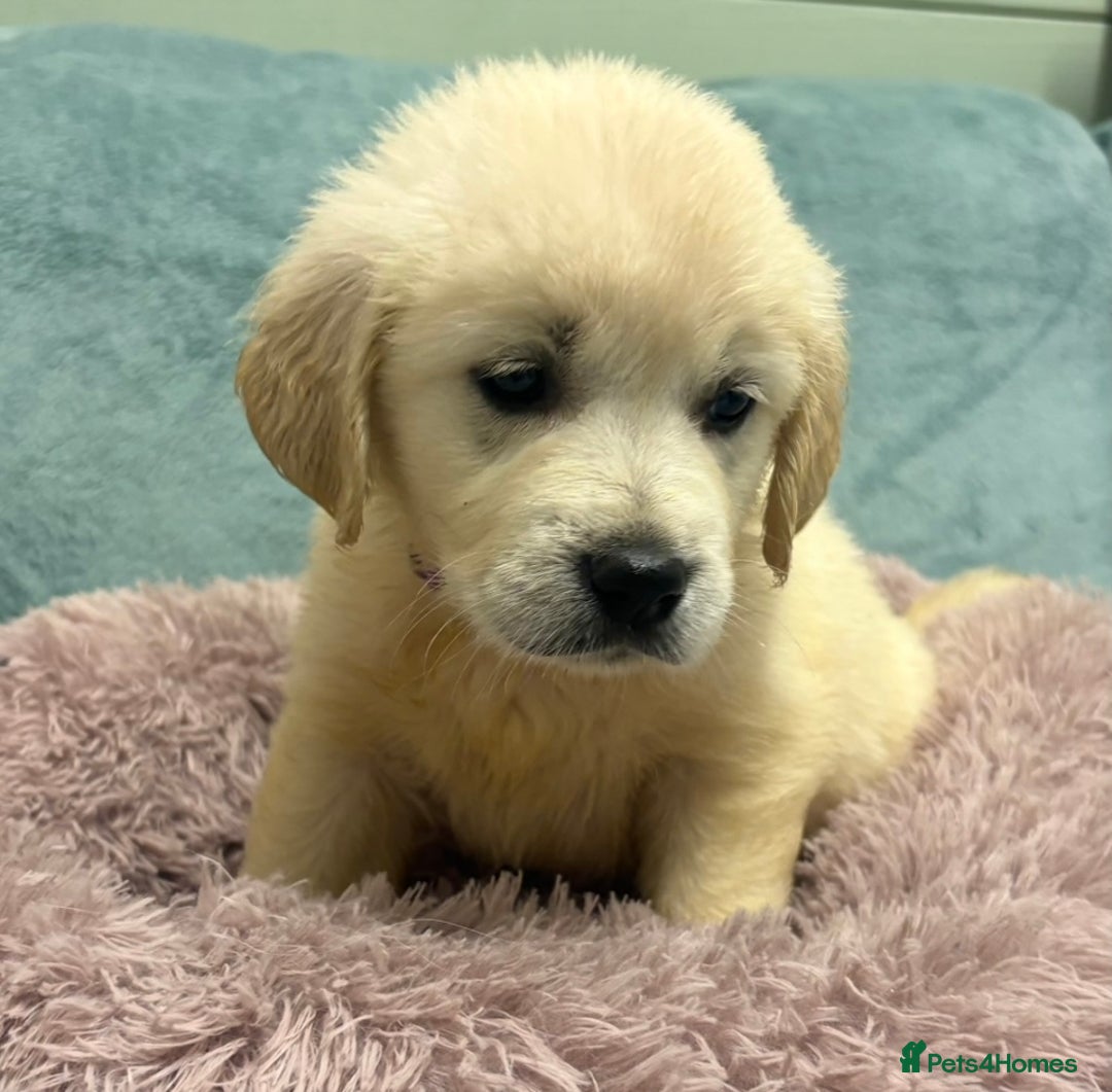 Golden Retriever dogs for sale: KC Golden Retriever Puppies for sale - Advert 18