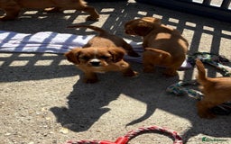 Cockalier dogs for sale: Gorgeous Cockalier Puppies… - Image 17