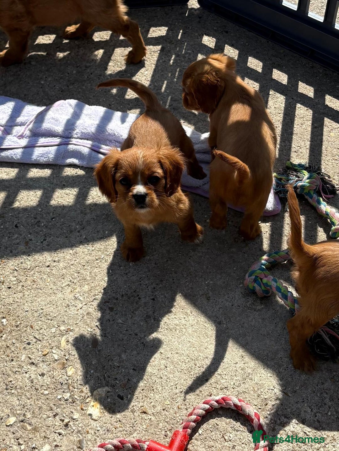 Cockalier dogs for sale: Gorgeous Cockalier Puppies… - Image 17