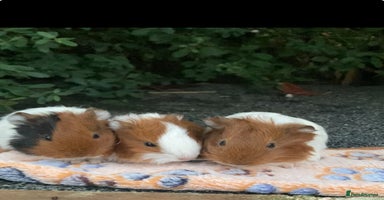 Guinea Pig rodents - Advert 12