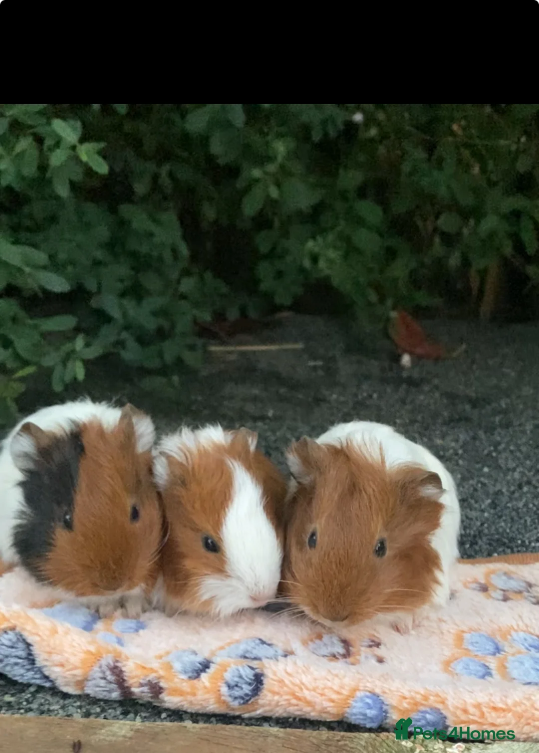 Guinea Pig rodents for sale: beautiful baby guineapig’s  - Advert 2
