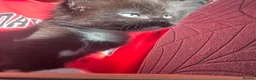 Siamese cats for sale: Beautiful siamese mixed breed kittens - Advert 29
