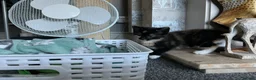Mixed Breed cats for sale: Kittens  - Advert 3