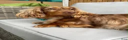 Mixed Breed dogs for sale: Miniature Isabella dachshund//with Frenchie - Advert 4
