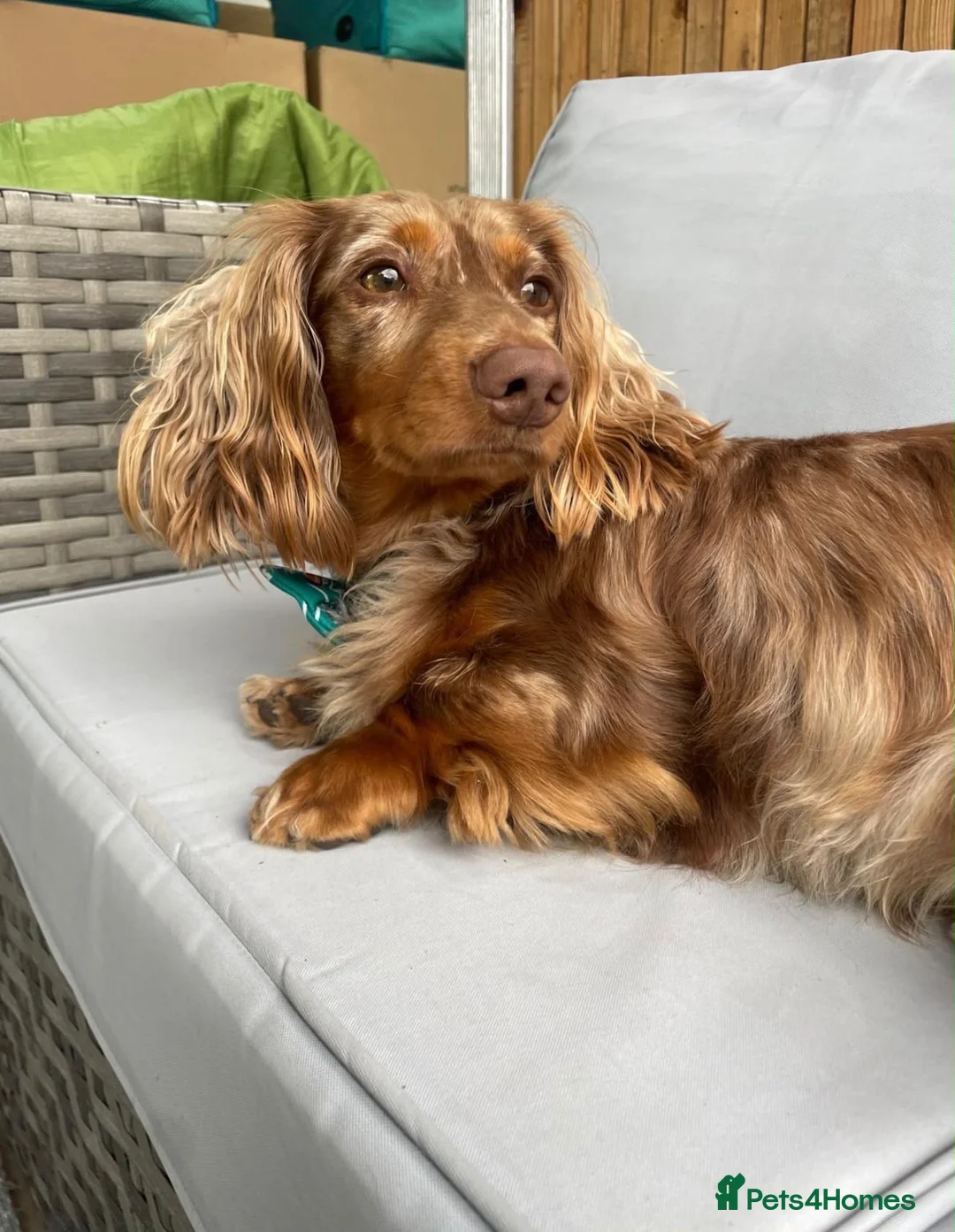 Mixed Breed dogs for sale: Miniature Isabella dachshund//with Frenchie - Advert 4