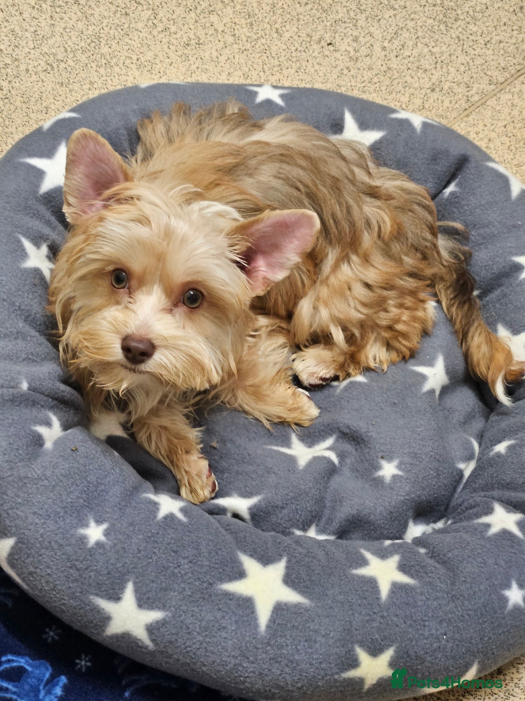 Yorkshire Terrier dogs for sale: Small Blonde Yorkie girl ready now - Advert 11
