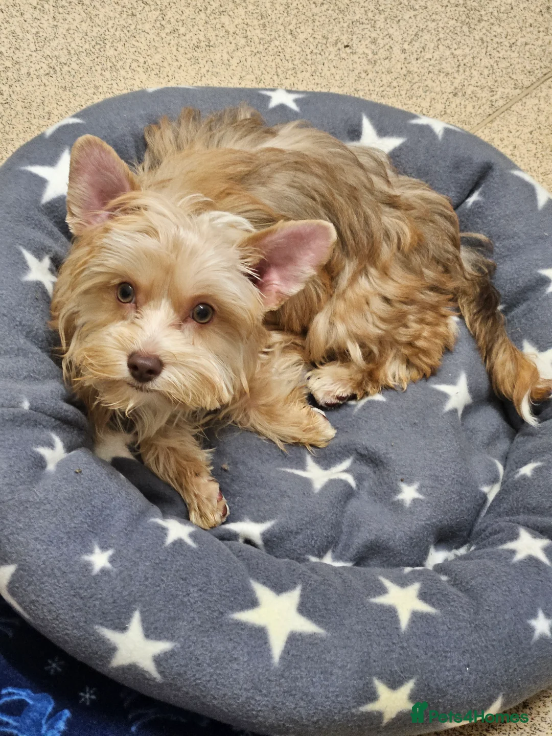 Yorkshire Terrier dogs for sale: 🤎 DNA tested mother 🤎 Blonde Yorkie girl - Advert 10