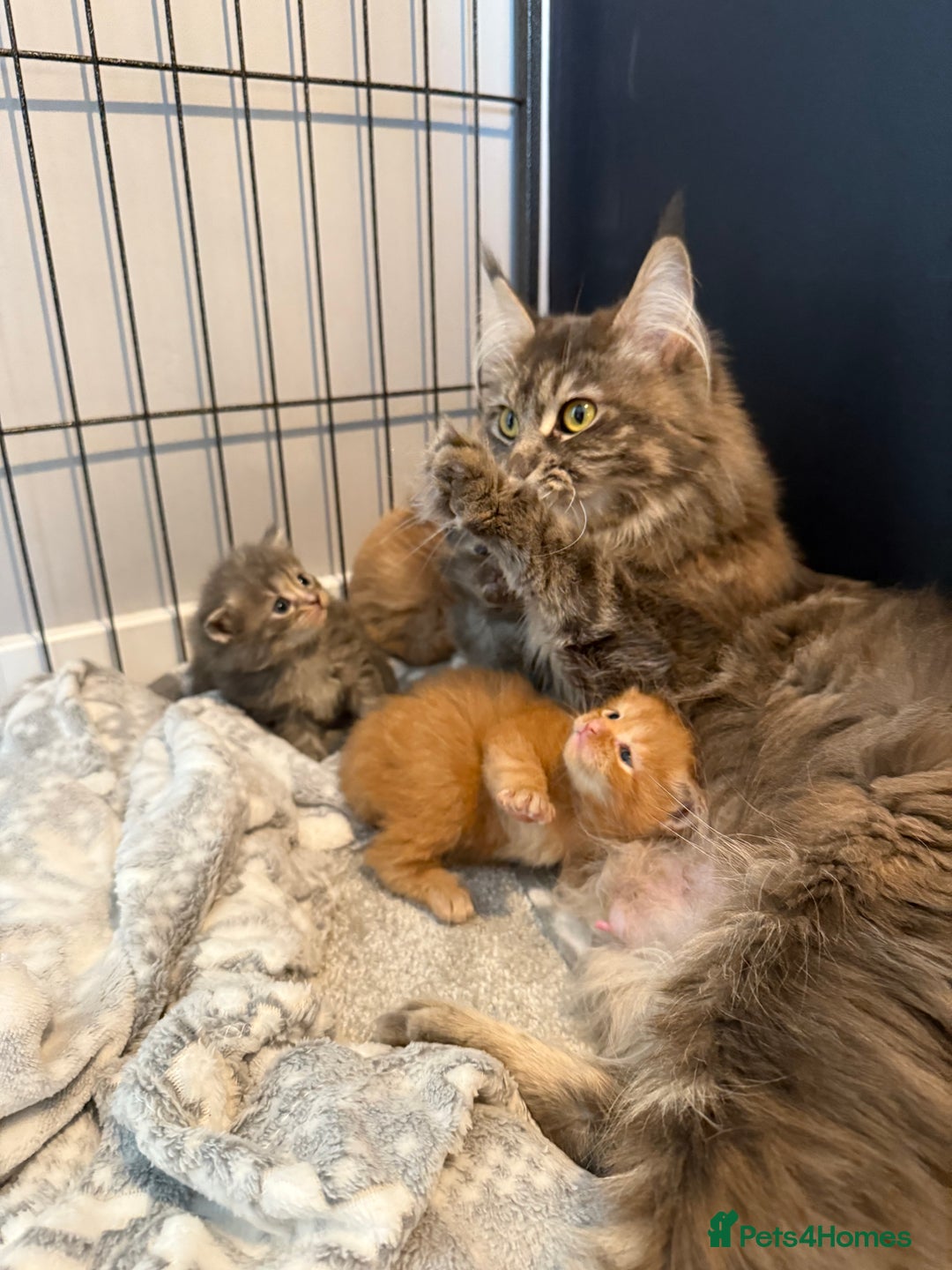 Mixed Breed cats for sale: Mainecoon X kittens - Advert 2