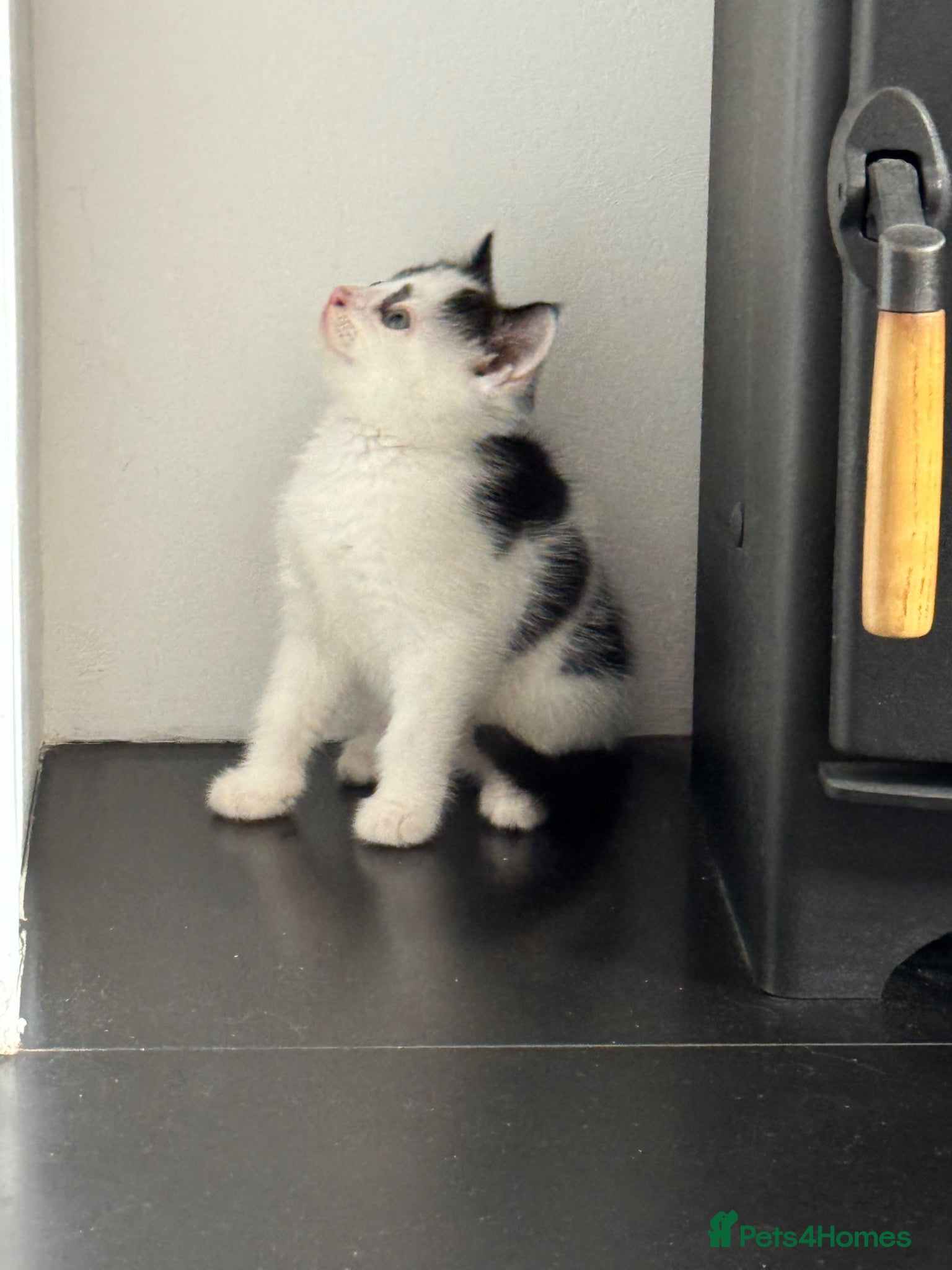 Persian Kitten 2