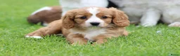 Cavapoo dogs for sale: Beautiful Cavapoo puppies for sale - Advert 25