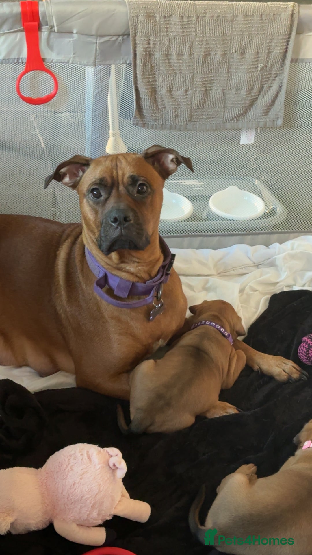 Mixed Breed dogs for sale: Bullmastiff x blue staffie last female pup!  - Advert 5