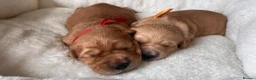 Golden Retriever dogs for sale: KC Golden Retrievers - Health Tested & Home Raised in Trowbridge - Advert 19