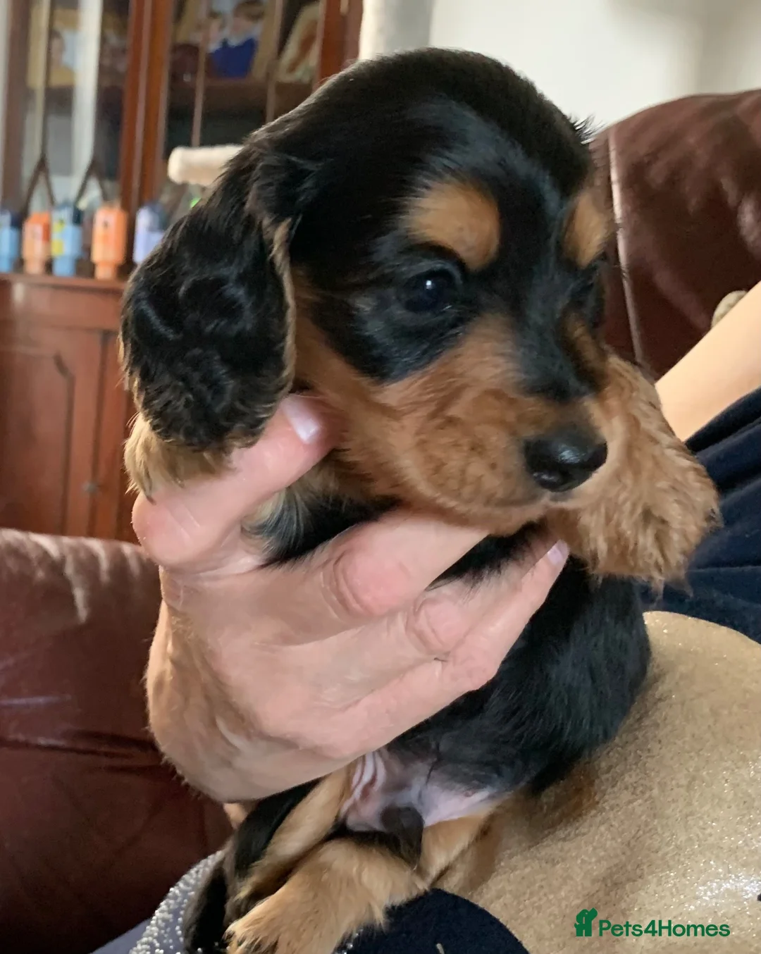 Dachshund dogs for sale: KC reg long hair dachshunds  - Advert 2