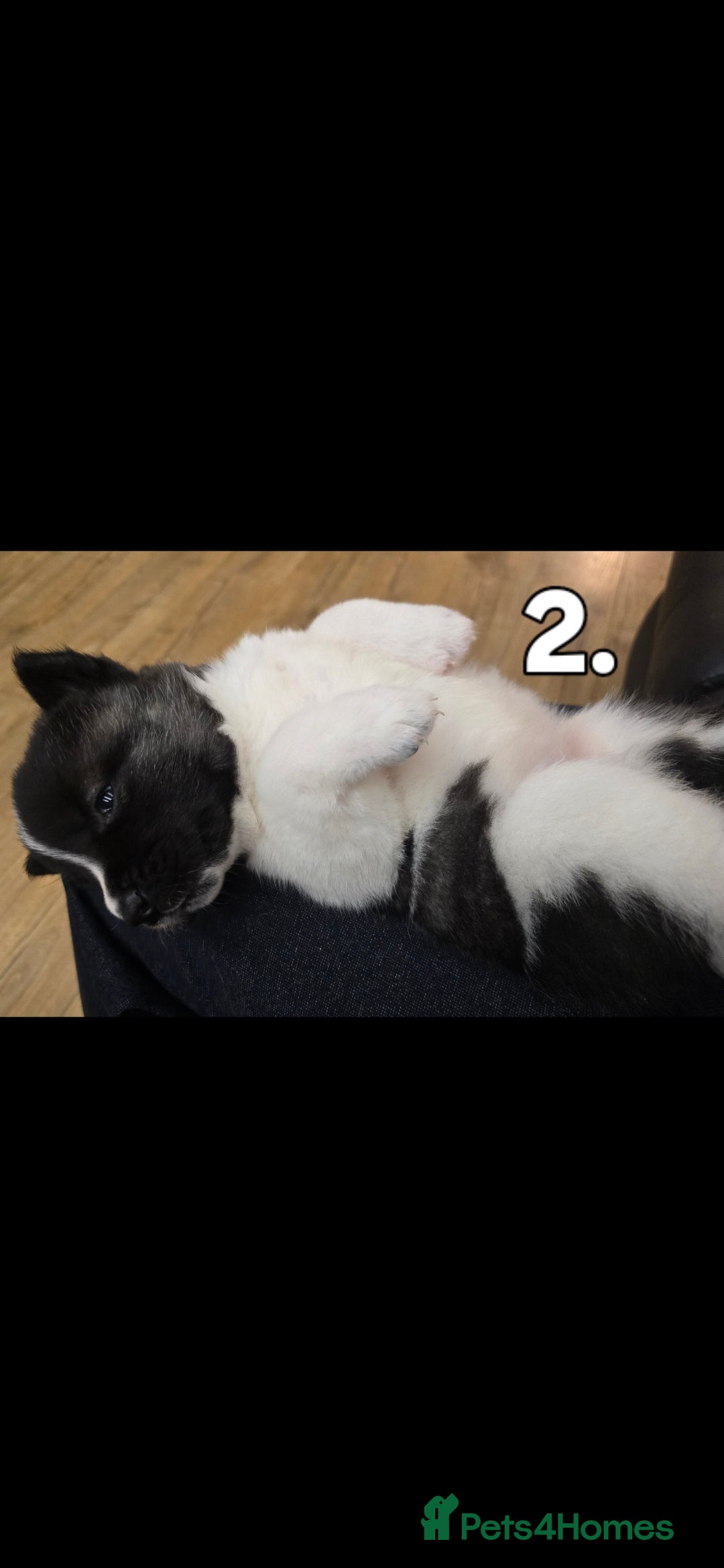 Akita dogs for sale: Gorgeous American Akita Pups for Sale - Advert 21