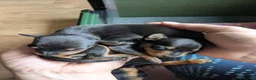 Miniature Pinscher dogs for sale: Miniature Pinscher Pups seen with mum & dad  in Market Drayton - Advert 22