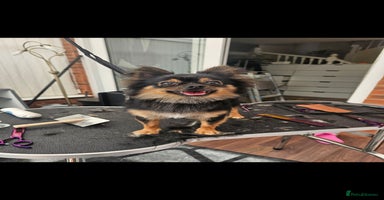 Pomchi dogs - Advert 3