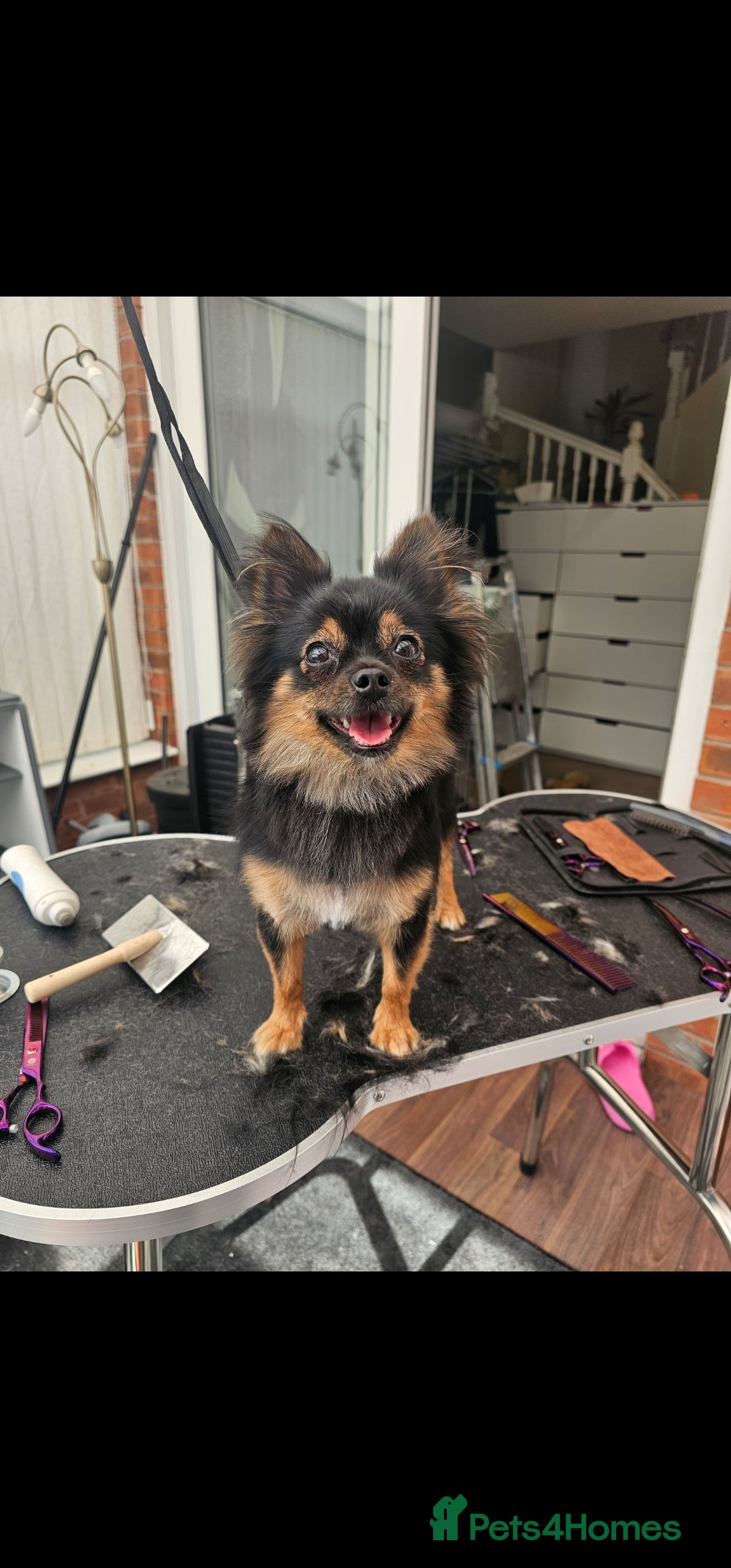 Pomchi dogs for sale: Pomchi female 2 years old  - Image 2