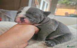 English Bulldog dogs for sale: Outstanding KC English Bulldogs, Top Quality Pups - Image 13