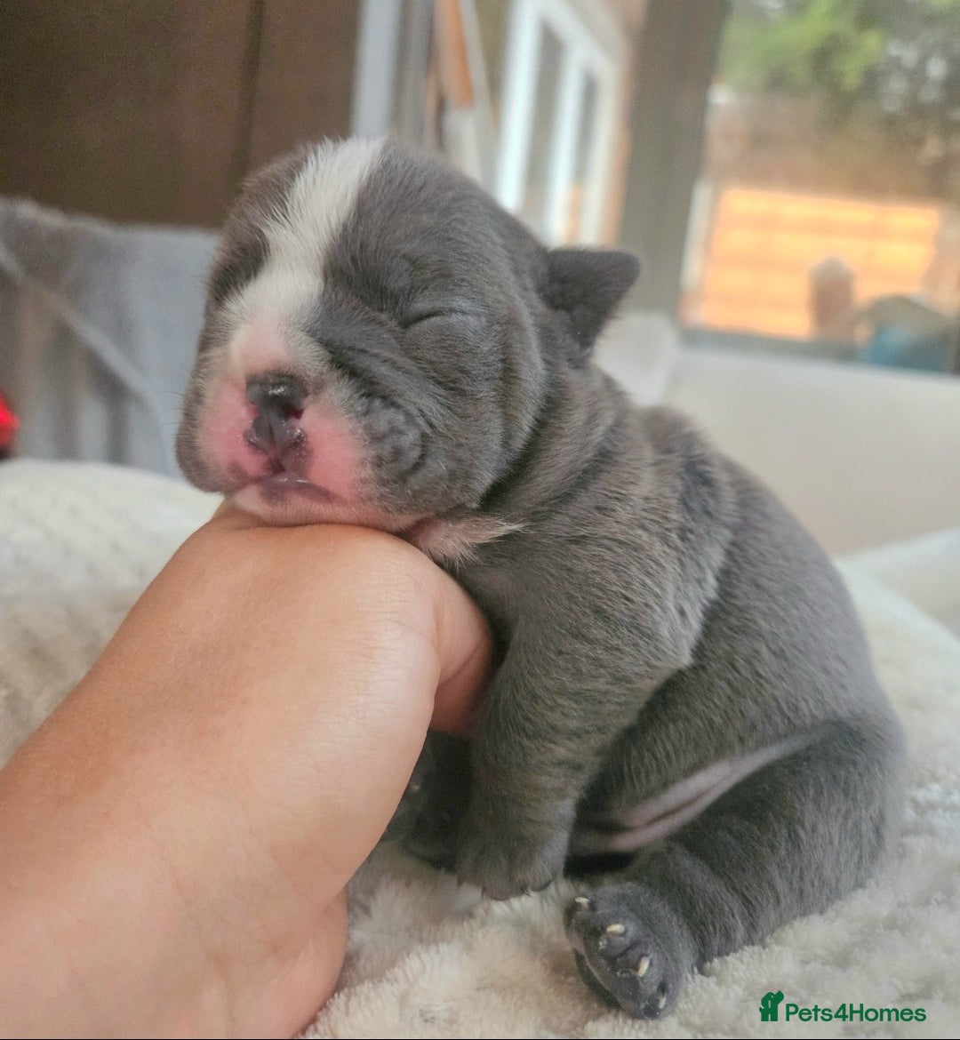English Bulldog dogs for sale: Outstanding KC English Bulldogs, Top Quality Pups - Image 13