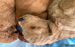 Toy Poodle dogs for sale: Stunning litter of Toy Poodles - Image 5