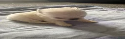 Pug dogs for sale: BEAUTIFUL PUG PUPPIES – NOW AVAILABLE TO RESERVE - Advert 11